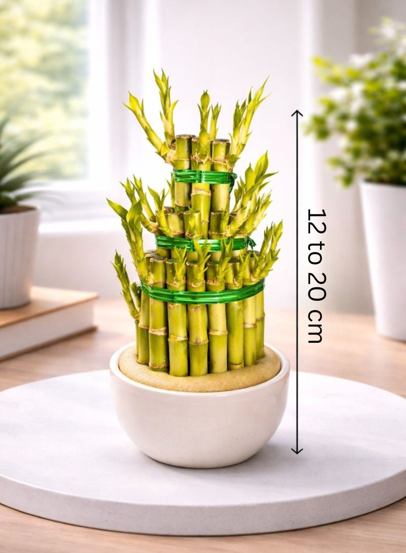 نبات الخيزران المحظوظ الطازج للاستخدام الداخلي (ارتفاع 12-20 سم) | تنسيق نبات الخيزران الحي | خيزران فنغ شوي | نبات ديكور منزلي ومكتبي سهل العناية - Image 4